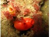 Photo of Cnemidocarpa finsmarkiensis